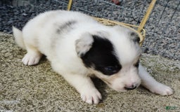 Border Collie dogs for sale: Riley - Image 5
