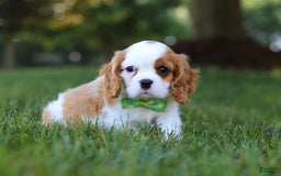 Cavalier King Charles Spaniel dogs for sale: Maverick - Image 5