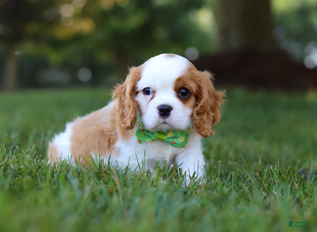 Cavalier King Charles Spaniel dogs for sale: Maverick - Image 5