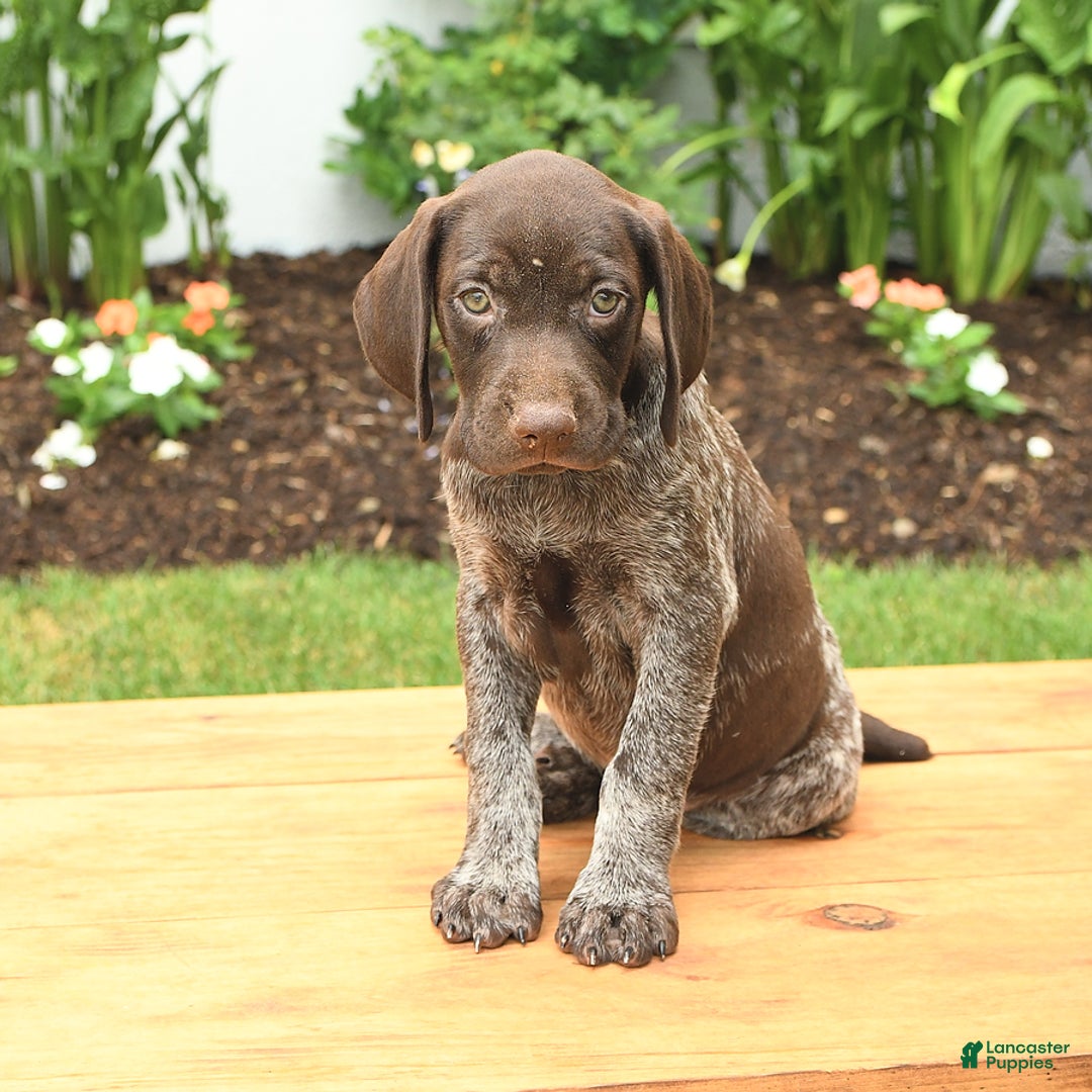 German Shorthaired Pointer dogs for sale: Thea - Image 1