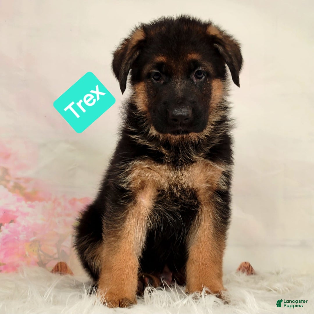 German Shepherd dogs for sale: Trex - Image 2