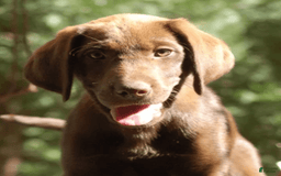 Labrador Retriever dogs for sale: Toffee - Image 2
