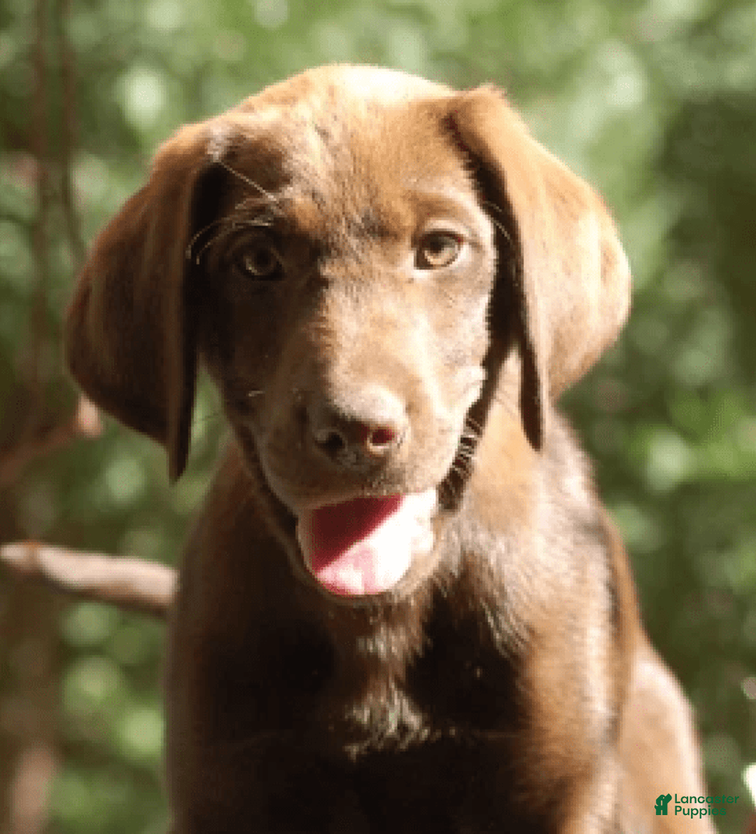 Labrador Retriever dogs for sale: Toffee - Image 2