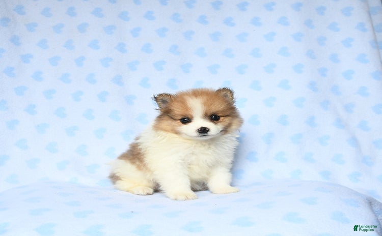 Pomeranian dogs for sale - Ad 2