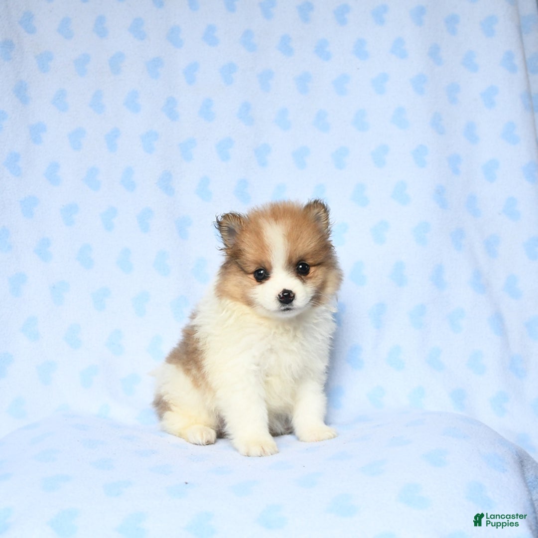 Pomeranian dogs for sale: Jasper - Image 1