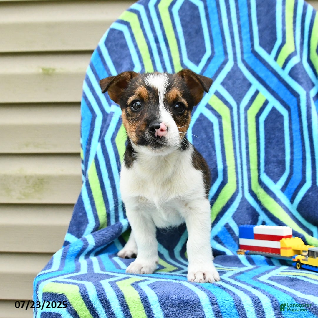 Jack Russell Terrier dogs for sale: Irvin - Image 3