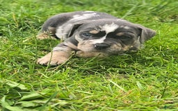 American Bully dogs for sale: Boss - Image 2