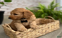 Goldendoodle dogs for sale: Charlie - Image 5