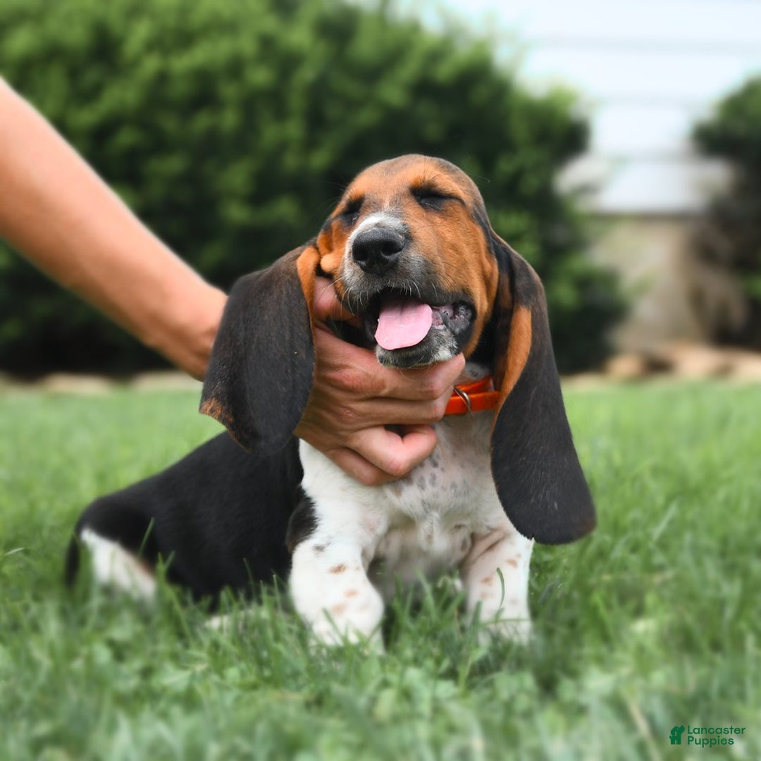 Basset Hound dogs for sale: Hamilton - Image 1
