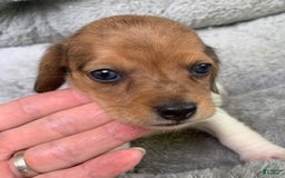 Miniature Dachshund dogs for sale: Baby Cooper - Image 10