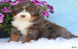 Mini Bernedoodle dogs for sale: Sophie - Image 2