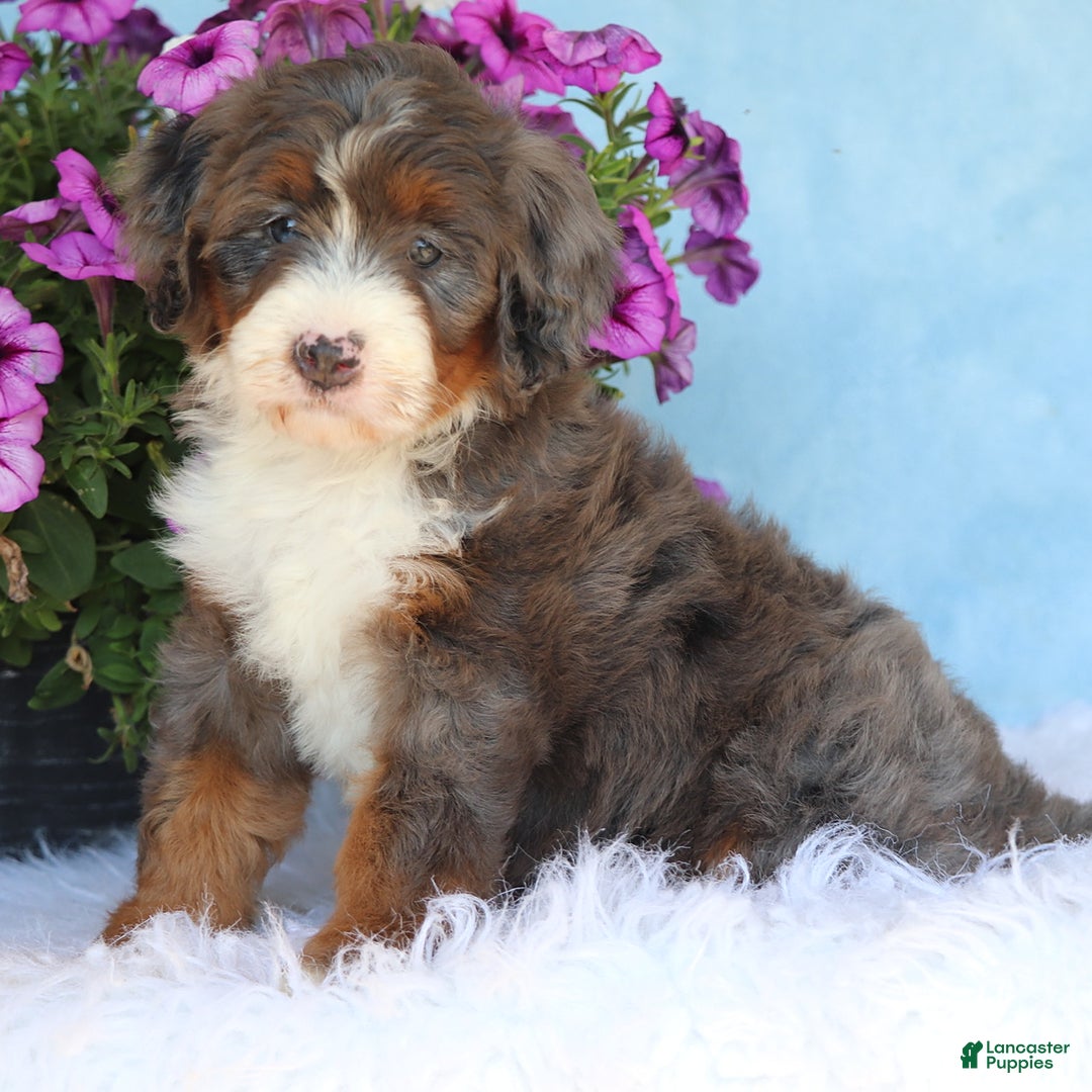 Mini Bernedoodle dogs for sale: Sophie - Image 2