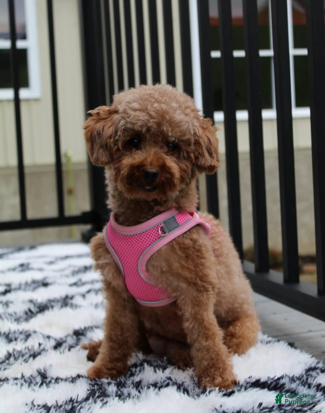Toy Poodle dogs for sale: Elri - Image 15