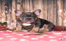 French Bulldog dogs for sale: French Bulldog 4 puppies - Image 2