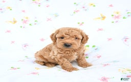 Mini Goldendoodle dogs for sale: Murphy - Image 1