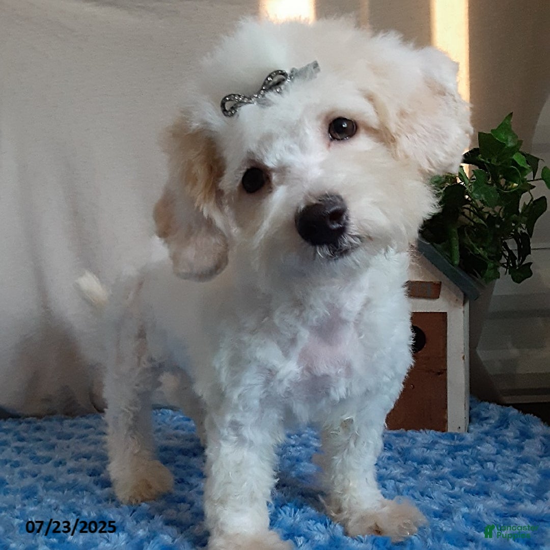 Bichpoo dogs for sale: Colby - Image 5