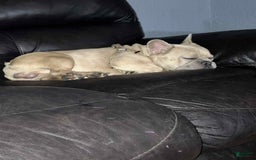 French Bulldog dogs for sale: Sosa - Image 4