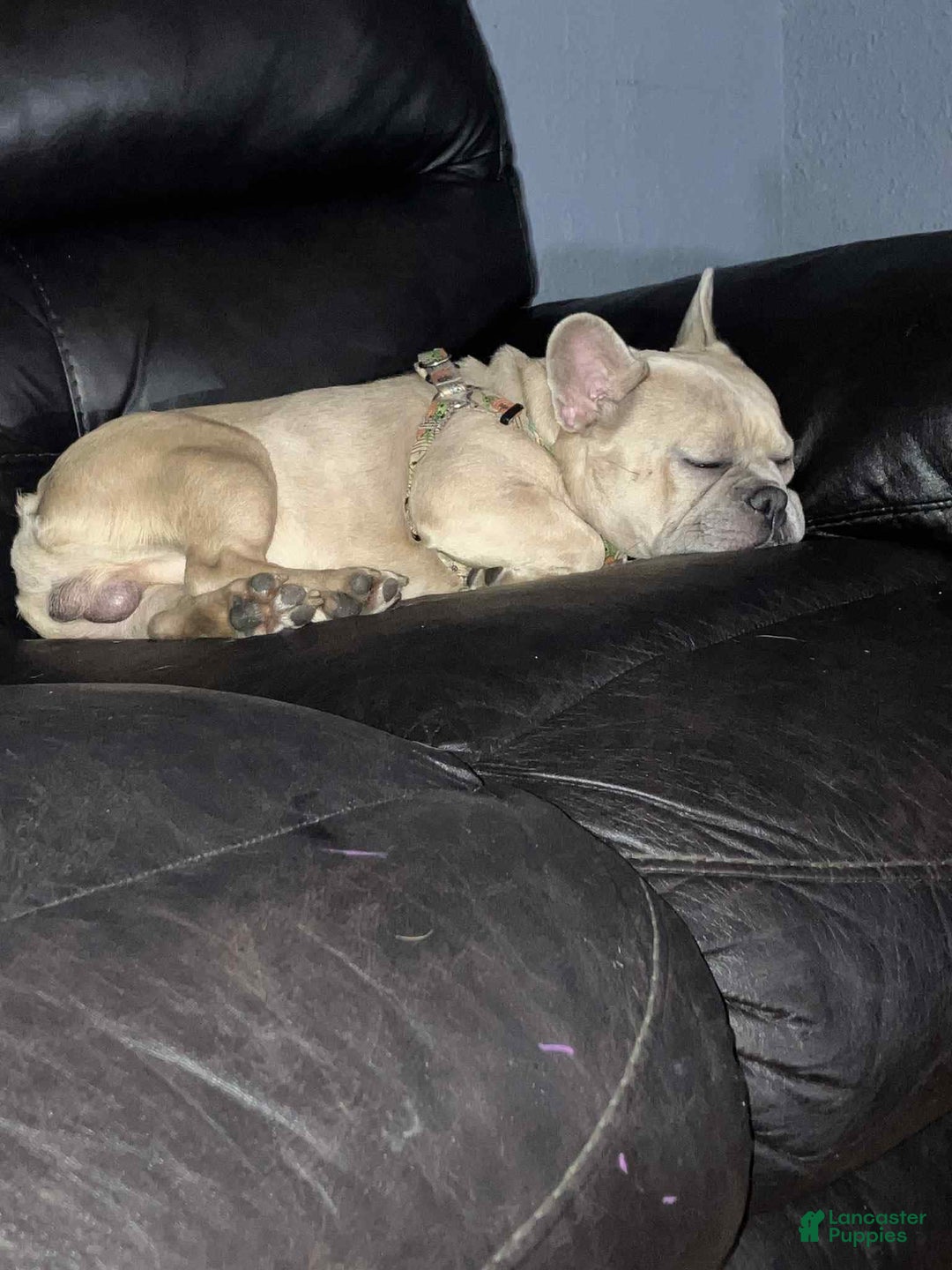 French Bulldog dogs for sale: Sosa - Image 4