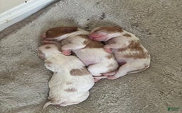 Cavalier King Charles Spaniel dogs for sale: Mila - Image 4