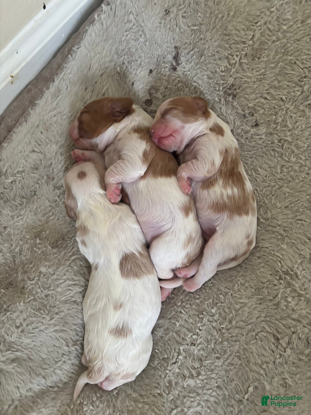 Cavalier King Charles Spaniel dogs for sale: Mila - Image 4