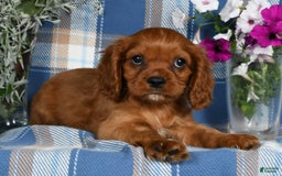 Cavalier King Charles Spaniel dogs for sale: Abby - Image 3