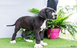 Great Dane dogs for sale: Trever - Image 17