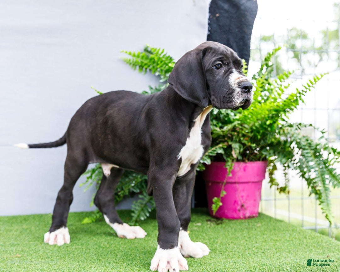 Great Dane dogs for sale: Trever - Image 17