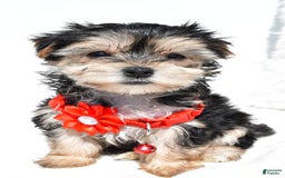 Morkie dogs for sale: Morkie 5 puppies - Image 12