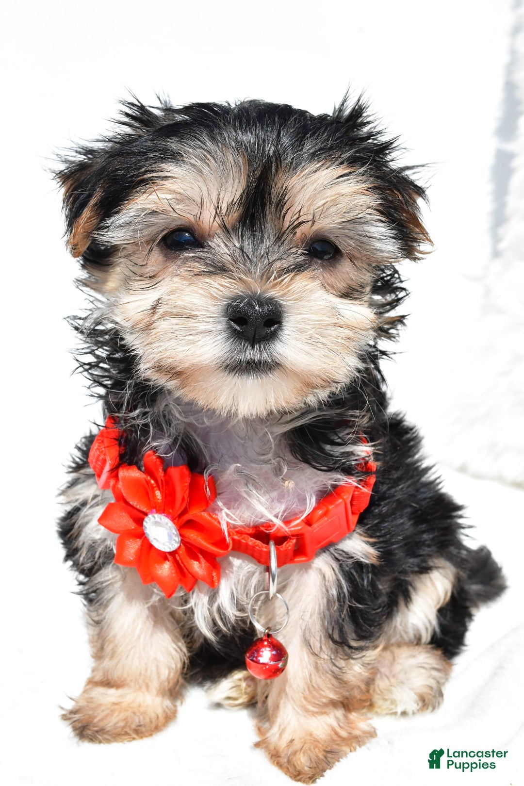 Morkie dogs for sale: Morkie 5 puppies - Image 12