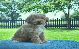 Mini Goldendoodle dogs for sale: Zorro - Image 5