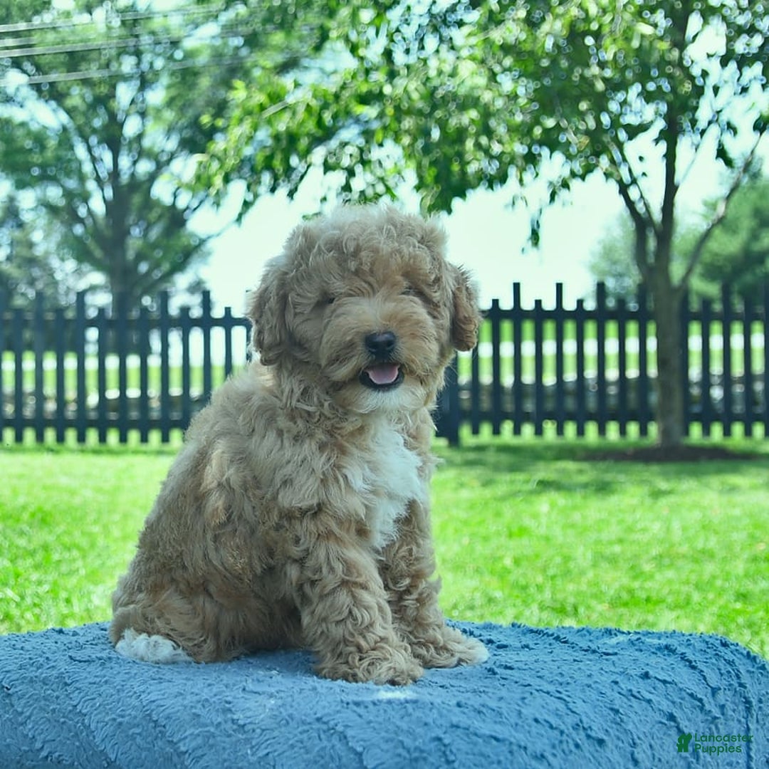 Mini Goldendoodle dogs for sale: Zorro - Image 5