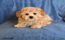 Maltipoo dogs for sale: Duane - Image 2
