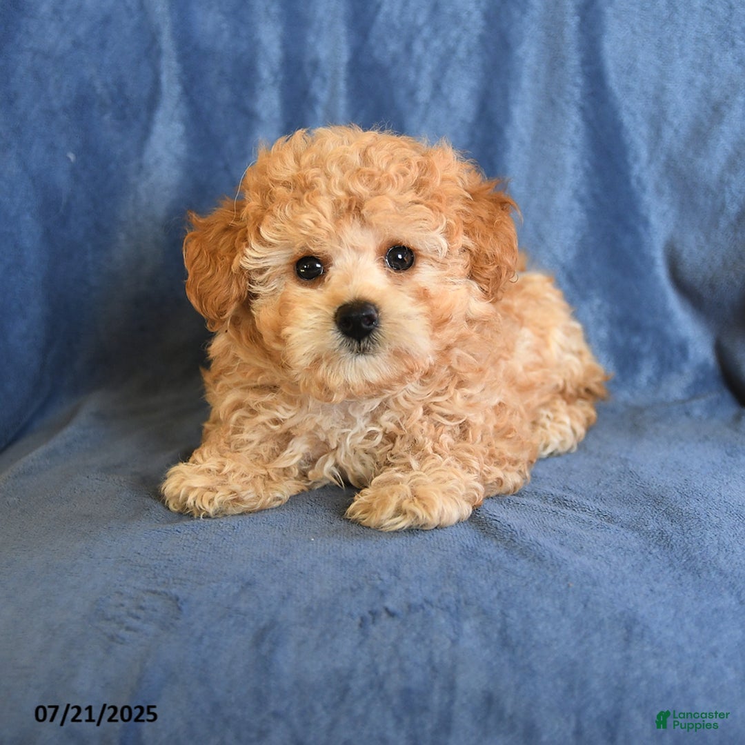 Maltipoo dogs for sale: Duane - Image 2