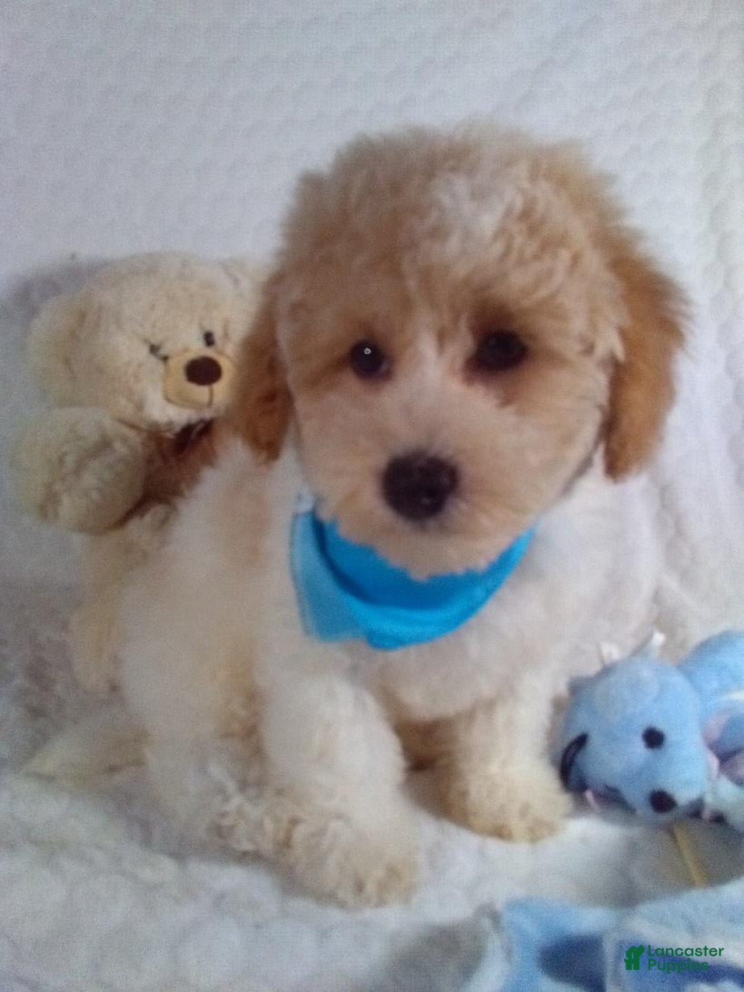 Bichpoo dogs for sale: Jasper - Image 8