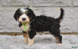 Bernedoodle dogs for sale: Bailey - Image 2