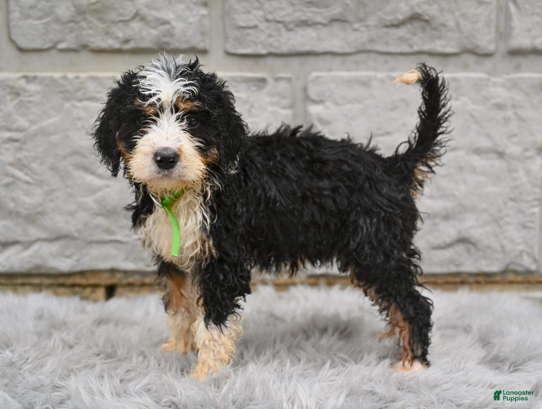 Bernedoodle dogs for sale: Bailey - Image 2