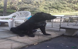 Cane Corso dogs for sale: Isis - Image 6