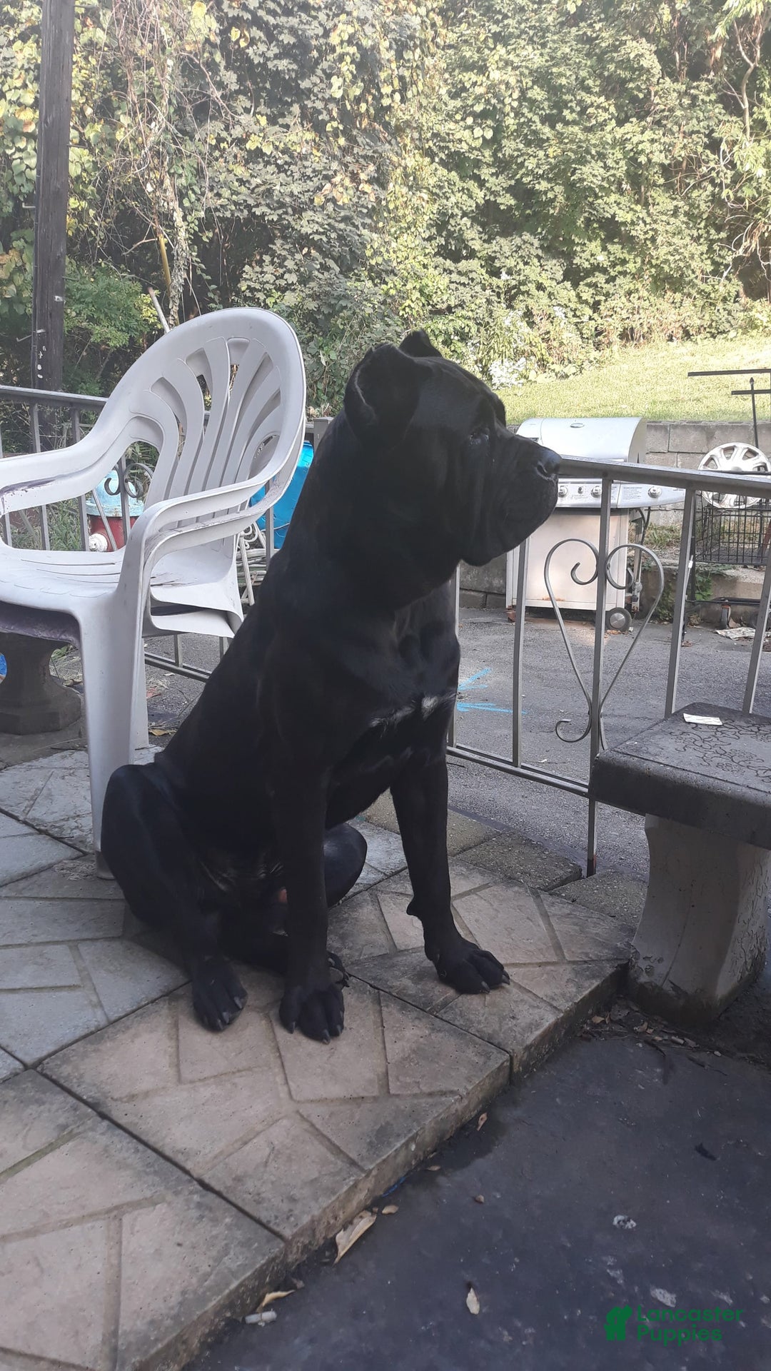 Cane Corso dogs for sale: Isis - Image 6