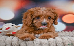 Cavapoo dogs for sale: Phoebe - Image 4