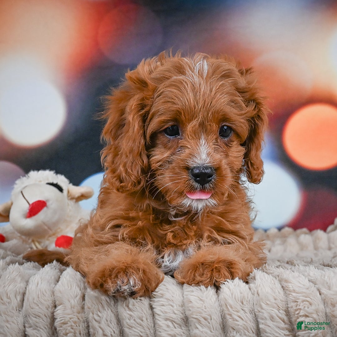 Cavapoo dogs for sale: Phoebe - Image 4
