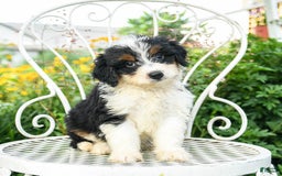 Mini Aussiedoodle dogs for sale: Mighty - Image 3