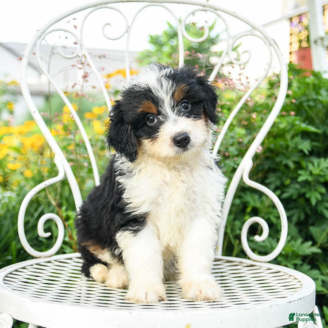 Mini Aussiedoodle dogs for sale: Mighty - Image 3