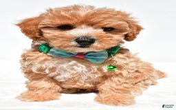 Maltipoo dogs for sale: Deon - Image 6