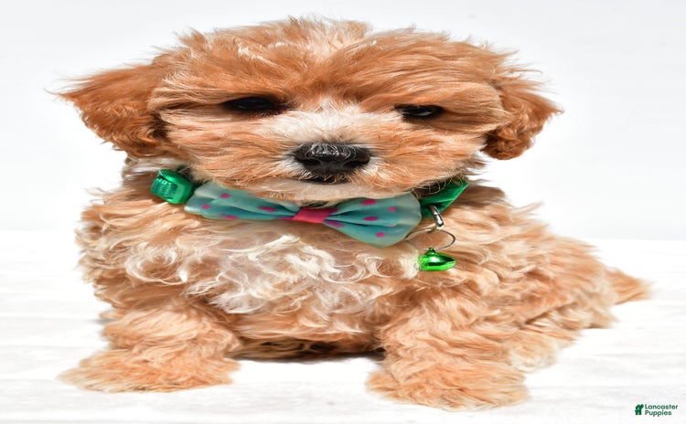 Maltipoo dogs for sale - Ad 5