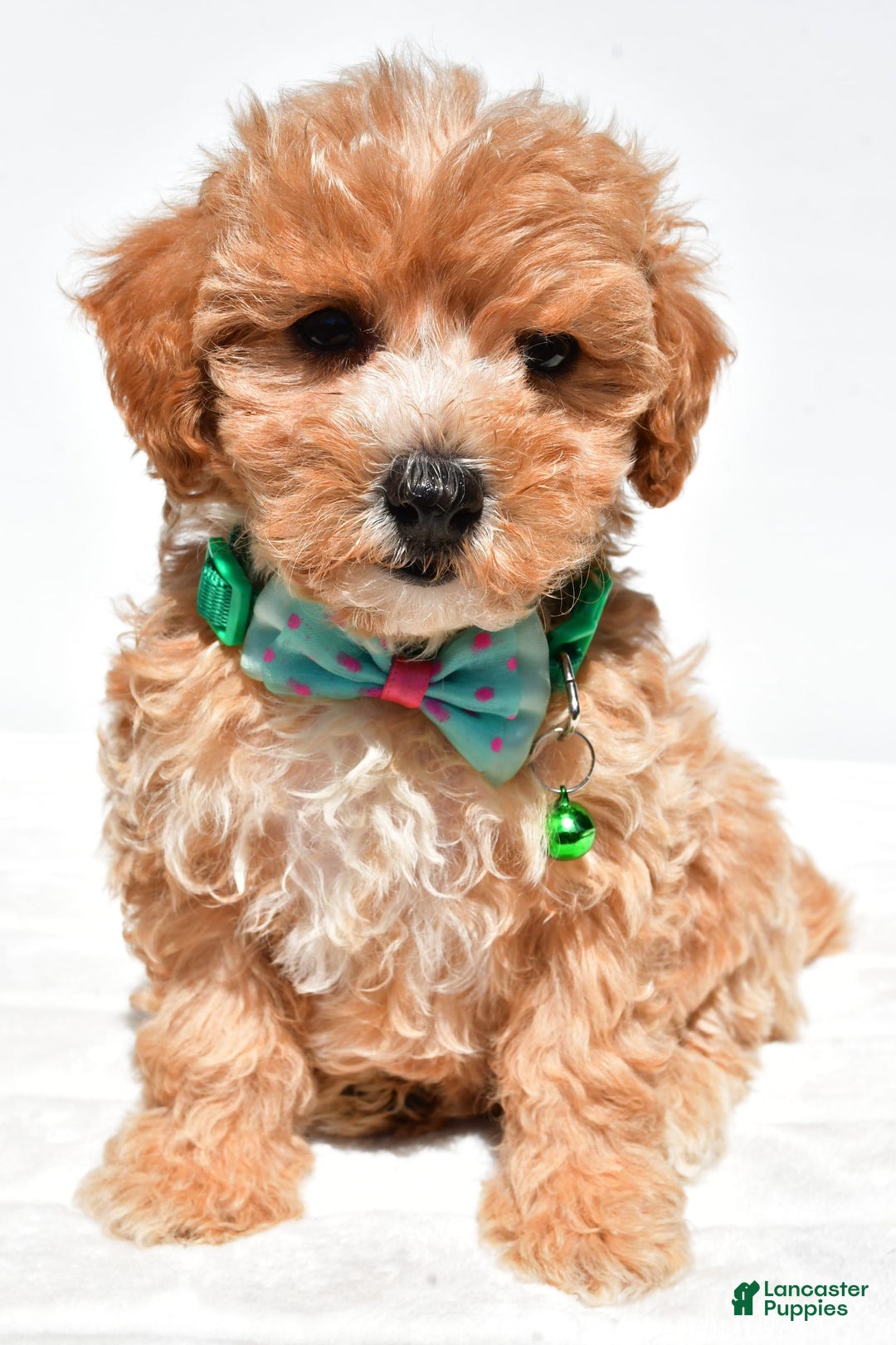 Maltipoo dogs for sale: Deon - Image 6