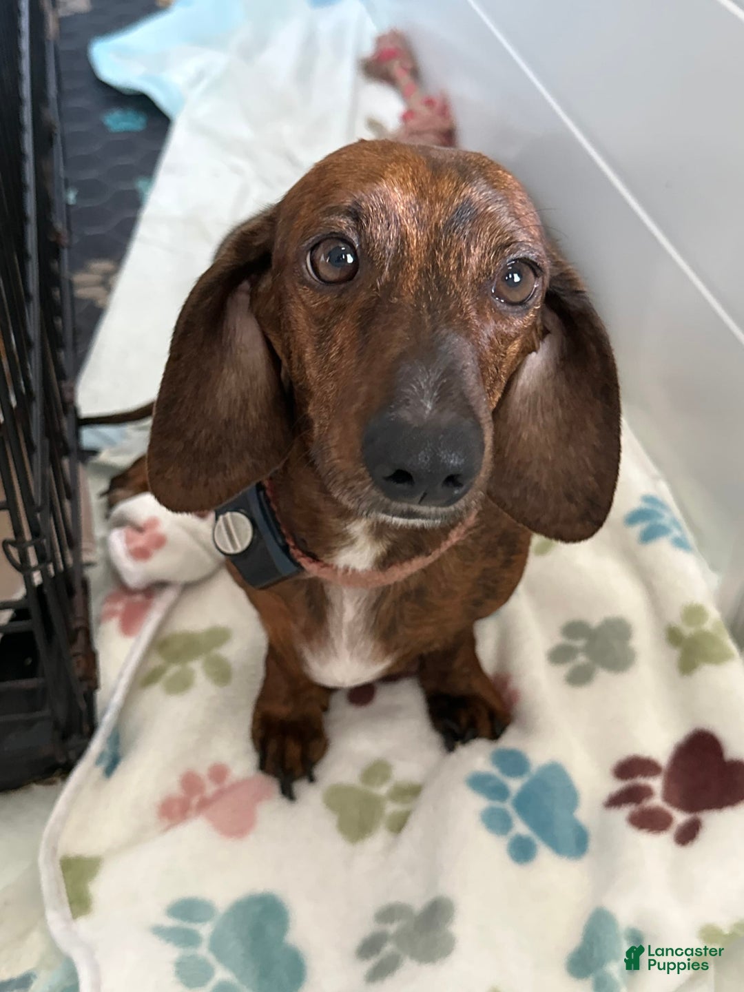 Dachshund dogs for sale: Buddy - Image 2