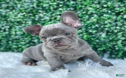 French Bulldog dogs for sale: Hunter - Image 12