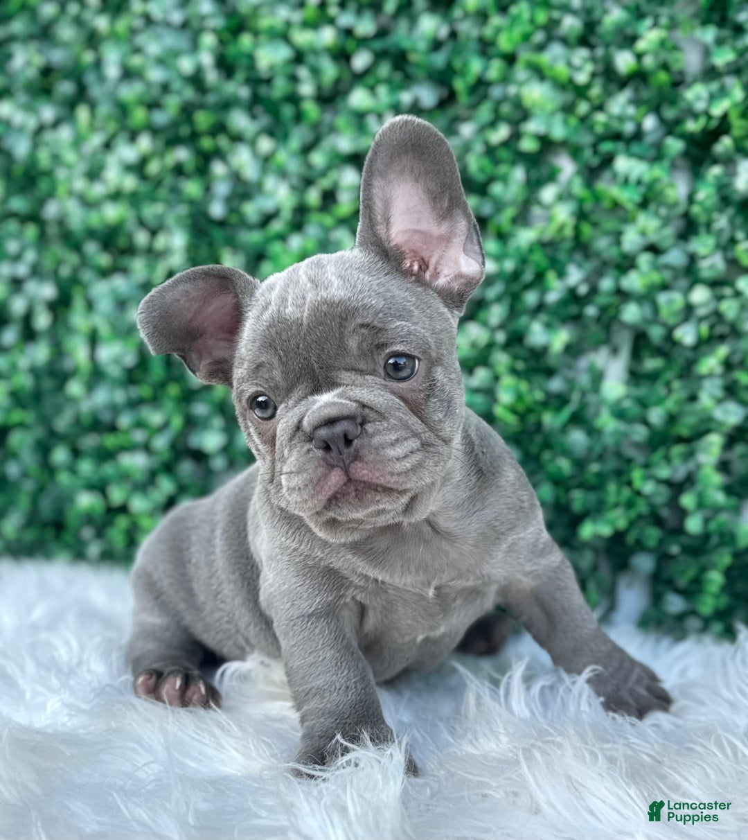 French Bulldog dogs for sale: Hunter - Image 12