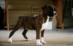 Boxer dogs for sale: Tori - Image 9