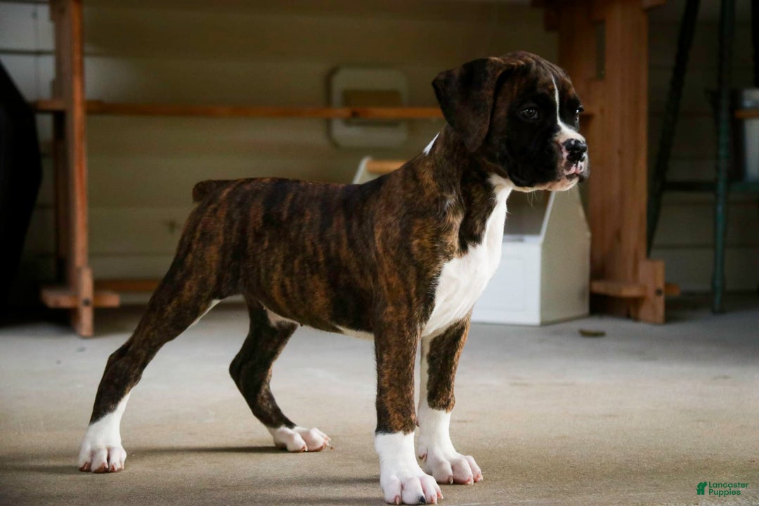 Boxer dogs for sale: Tori - Image 9